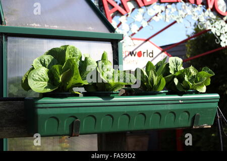 Salat in Töpfen wachsen Stockfoto