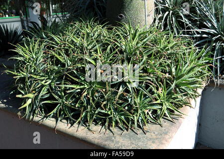 Gruppe von Aloe Vera Pflanzen wachsen in voller Sonne Stockfoto