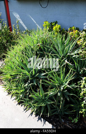 Gruppe von Aloe Vera Pflanzen gegen Mauer Stockfoto