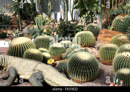 Fass-Kaktus wächst im Gewächshaus bei örtlichen Kindergarten Stockfoto