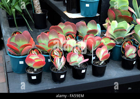 Kalanchoe Thyrsiflora oder auch bekannt als Kalanchoe Flapjack zum Verkauf an den örtlichen Kindergarten Stockfoto