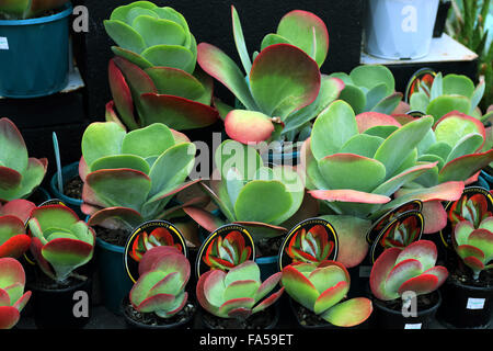 Kalanchoe Thyrsiflora oder auch bekannt als Kalanchoe Flapjack zum Verkauf an den örtlichen Kindergarten Stockfoto