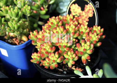 Sedum Rubrotinctum oder Sedum × Rubrotinctum oder auch bekannt als die Jelly Bean-Anlage Stockfoto