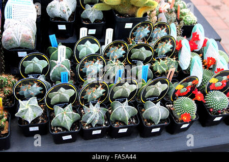 Astrophytum Myriostigma oder auch bekannte Bischofsmütze und Rebutia Kaktus zum Verkauf Stockfoto