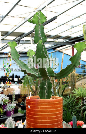 Euphorbia Grandialata Kaktus in einem Tontopf reifen Stockfoto