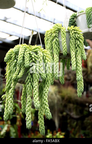 Sedum Morganianum oder auch bekannt als Esel Schweif wachsen in hängenden Töpfen Stockfoto