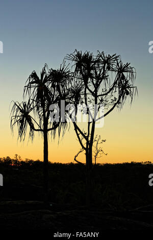 zwei Pandanus-Bäume in den Sonnenuntergang Stockfoto