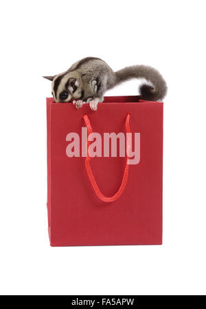 Niedliche fliegende Eichhörnchen finden Sie etwas in kleine rote Einkaufstasche auf weißem Hintergrund. Stockfoto