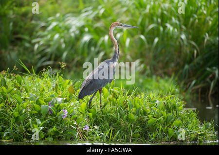 Goliath Reiher (Ardea Goliath), Murchison Falls National Park, Uganda Stockfoto