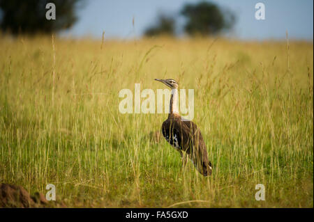 Denham Trappe (Neotis Denhami), Murchison Falls National Park, Uganda Stockfoto