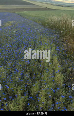 Ackerflächen mit Kornblumen im Nationalpark der Monti Sibillini, Umbrien, Italien Stockfoto