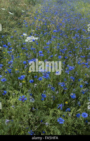 Ackerflächen mit Kornblumen im Nationalpark der Monti Sibillini, Umbrien, Italien Stockfoto