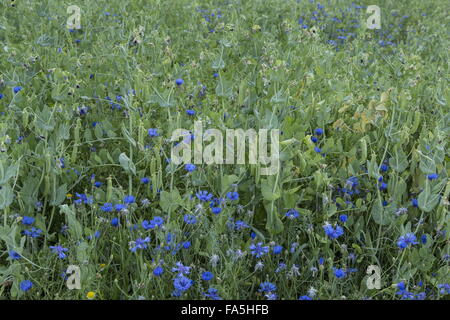 Ackerflächen mit Erbsen Ernte und Kornblumen im Nationalpark der Monti Sibillini, Umbrien, Italien Stockfoto