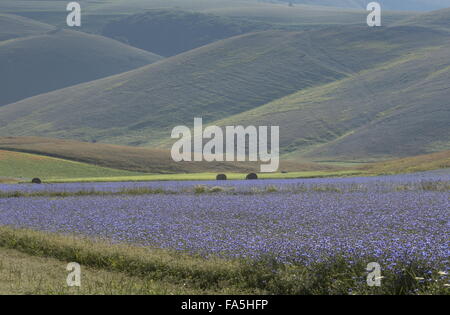 Ackerflächen mit Kornblumen im Nationalpark der Monti Sibillini, Umbrien, Italien Stockfoto