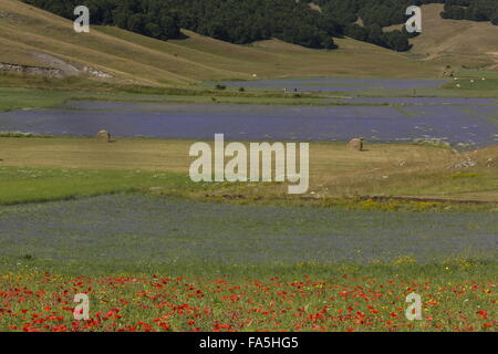 Ackerflächen mit Kornblumen und Mohn im Nationalpark der Monti Sibillini, Umbrien, Italien Stockfoto