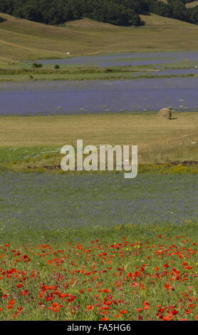 Ackerflächen mit Kornblumen und Mohn im Nationalpark der Monti Sibillini, Umbrien, Italien Stockfoto