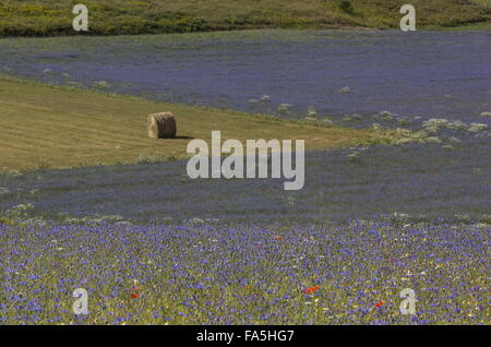 Ackerflächen mit Kornblumen und Mohn im Nationalpark der Monti Sibillini, Umbrien, Italien Stockfoto