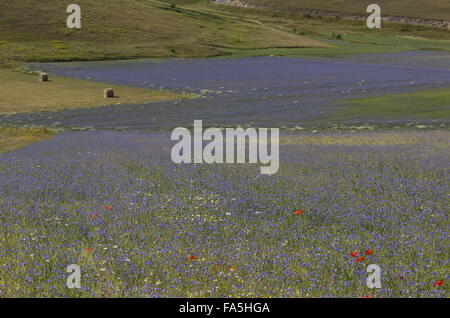 Ackerflächen mit Kornblumen und Mohn im Nationalpark der Monti Sibillini, Umbrien, Italien Stockfoto