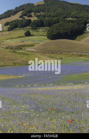 Ackerflächen mit Kornblumen und Mohn im Nationalpark der Monti Sibillini, Umbrien, Italien Stockfoto