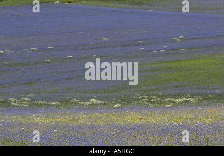 Ackerflächen mit Kornblumen und Mohn im Nationalpark der Monti Sibillini, Umbrien, Italien Stockfoto