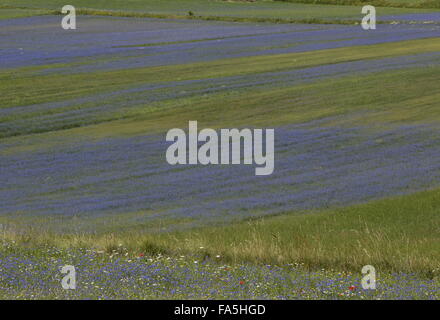 Ackerflächen mit Kornblumen im Nationalpark der Monti Sibillini, Umbrien, Italien Stockfoto