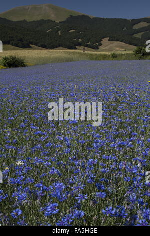 Ackerflächen mit Kornblumen im Nationalpark der Monti Sibillini, Umbrien, Italien Stockfoto