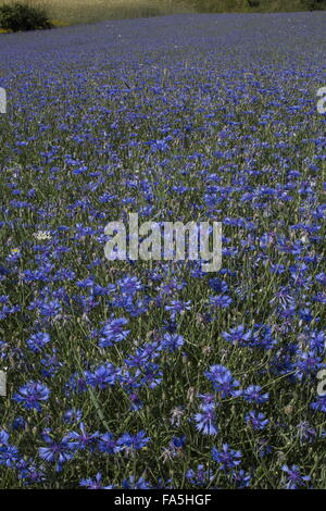 Ackerflächen mit Kornblumen im Nationalpark der Monti Sibillini, Umbrien, Italien Stockfoto