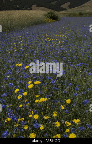 Ackerflächen mit Kornblumen und andere Blumen in Monti Sibillini Nationalpark, Umbrien, Italien Stockfoto