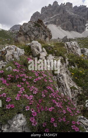 Fingerkraut, Potentilla Nitida in Blüte in den hohen Dolomiten Italien scheint. Stockfoto