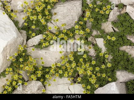 Moschus Steinbrech, Saxifraga Exarata Ssp Moschata blüht in den Dolomiten. Stockfoto