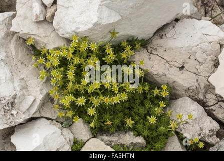 Moschus Steinbrech, Saxifraga Exarata Ssp Moschata blüht in den Dolomiten. Stockfoto