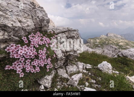Fingerkraut, Potentilla Nitida in Blüte in den hohen Dolomiten Italien scheint. Stockfoto
