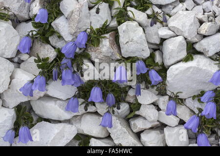 Glockenblumen, Campanula Rotundifolia in Zwergform auf Dolomit, Dolomiten. Stockfoto