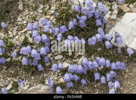 Fee-Fingerhut, Campanula Cochleariifolia Zwerg Formular auf Dolomit, Dolomiten. Stockfoto