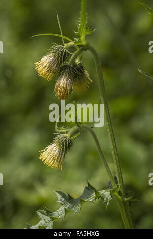 Gelbe Melancholie Distel, Cirsium Erisithales in Blüte, italienischen Alpen. Stockfoto