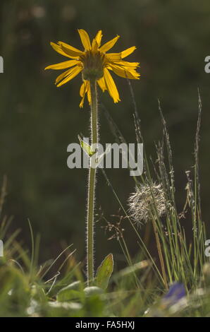 Arnika, Arnica Montana in Blüte; medizinische Gebirgspflanze, Alpen. Stockfoto