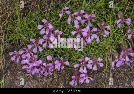 Zwerg Seifenkraut, Saponaria Pumilio auf sauren Porphyrite Felsen hoch in den italienischen Alpen. Stockfoto