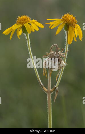 Arnika, Arnica Montana in Blüte; medizinische Gebirgspflanze, Alpen. Stockfoto