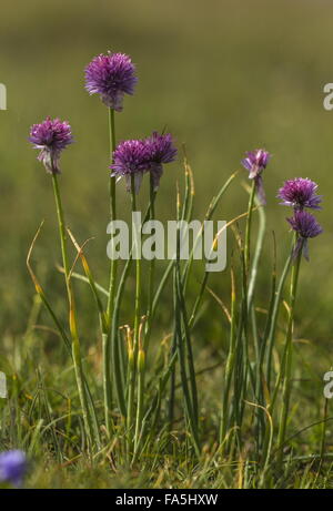Schnittlauch, Allium Schoenoprasum in Blüte in den Alpen. Stockfoto