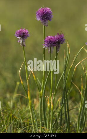 Schnittlauch, Allium Schoenoprasum in Blüte in den Alpen. Stockfoto