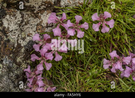 Zwerg Seifenkraut, Saponaria Pumilio auf sauren Porphyrite Felsen hoch in den italienischen Alpen. Stockfoto