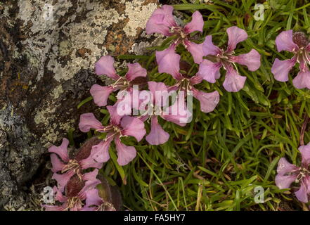 Zwerg Seifenkraut, Saponaria Pumilio auf sauren Porphyrite Felsen hoch in den italienischen Alpen. Stockfoto