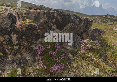 Zwerg Seifenkraut, Saponaria Pumilio auf sauren Porphyrite Felsen hoch in den italienischen Alpen. Stockfoto