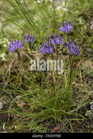 Unter der Leitung von Globus Rapunzeln, Phyteuma Hemisphaericum in Blüte in großer Höhe, auf Acid Rock, italienischen Alpen. Stockfoto