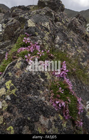 Zwerg Seifenkraut, Saponaria Pumilio auf sauren Porphyrite Felsen hoch in den italienischen Alpen. Stockfoto