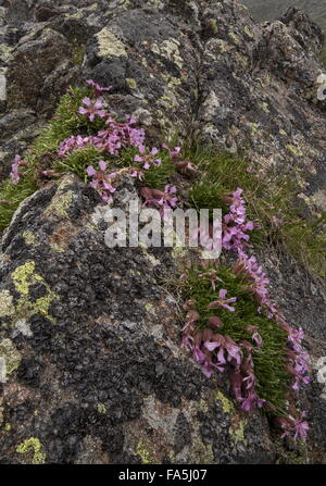 Zwerg Seifenkraut, Saponaria Pumilio auf sauren Porphyrite Felsen hoch in den italienischen Alpen. Stockfoto