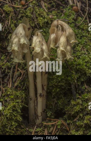 Dutchman's Pipe, Monotropa Hypopitys - ein Parasit oder Mycoheterotroph in einem dichten Wald. Stockfoto