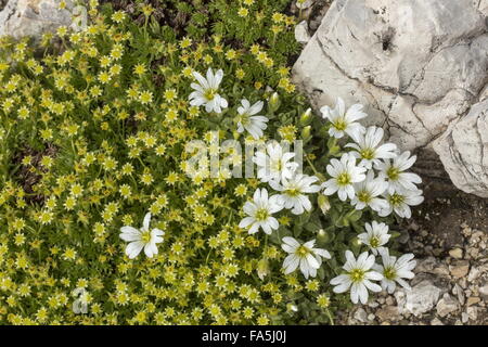 Moschus Steinbrech, Saxifraga Exarata Ssp Moschata und Gletscher Hornkraut, Cerastium Uniflorum blüht in den Dolomiten. Stockfoto