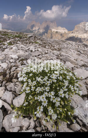 Gletscher Hornkraut, Cerastium Uniflorum in großer Höhe auf Dolomit-Fels auf 2700m, Dolomiten. Stockfoto