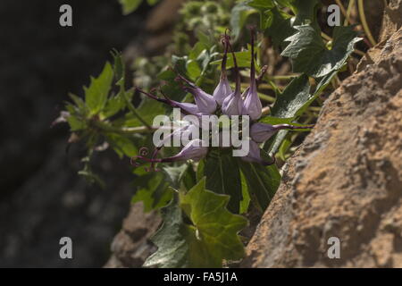 Teufelskralle, Physoplexis Comosa in Blüte auf Dolomit-Felsen, Dolomiten. Stockfoto